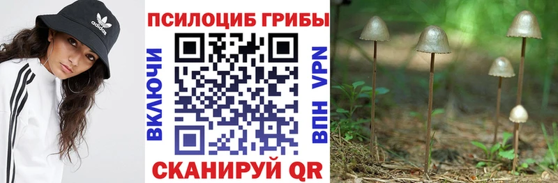 где купить   Гусев  Псилоцибиновые грибы GOLDEN TEACHER 